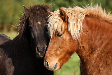 Image showing Two horses