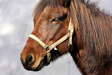 Image showing Horses head closeup