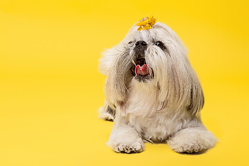 Image showing Cute shih tzu is sitting on the yellow background. Shih Tzu the Chrysanthemum Dog