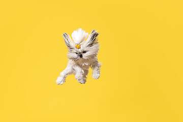 Image showing Cute shih tzu is sitting on the yellow background. Shih Tzu the Chrysanthemum Dog