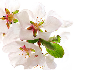 Image showing Pink cherry blossom