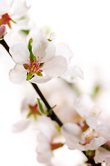 Image showing Pink cherry blossom