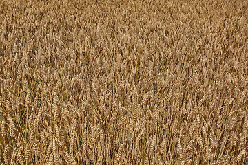 Image showing Field of Rye