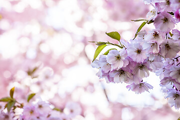 Image showing Branch of Sakura Cherry with Blossoms