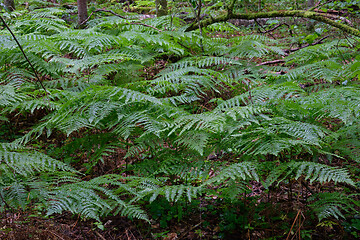 Image showing Bracken Fern in summer