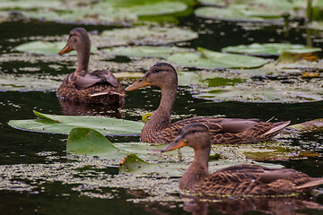 Image showing Mallard (Anas platyrhynchos) female during foraging