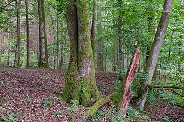 Image showing Old Black Alder(Alnus glutinosa) trees in summer forest