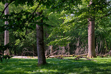 Image showing Group of old trees against afternoon light