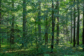 Image showing Sunbeam entering rich deciduous forest