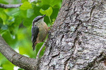 Image showing Eurasian Nuthatch (Sitta europaea) in summer