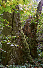 Image showing Old oak stump moss wrapped in foreground