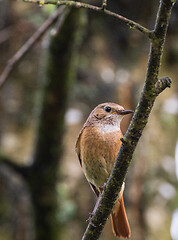 Image showing Common Redstart (Phoenicurus phoenicurus) on branch