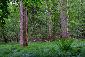 Image showing Group of old trees against afternoon light