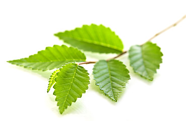 Image showing Branch with green leaves