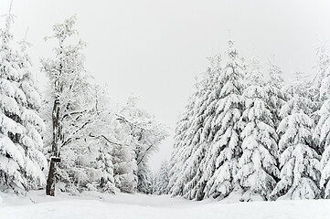 Image showing Winter forest covered by snow