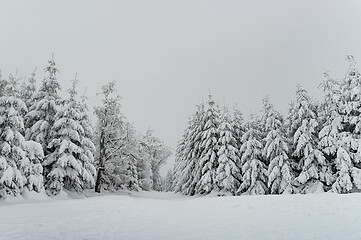 Image showing Winter forest covered by snow