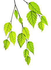 Image showing Branch with green leaves