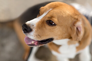 Image showing close up of beagle dog