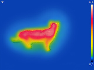 Image showing Infrared Thermal image of a domestic cat