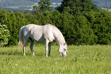 Image showing white horse is grazing in a spring meadow