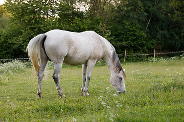 Image showing white horse is grazing in a spring meadow