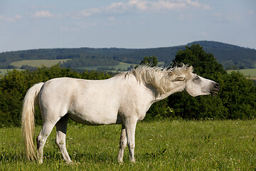 Image showing white horse is grazing in a spring meadow