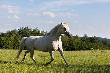 Image showing white horse running in spring pasture meadow