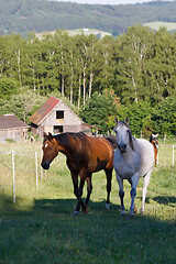 Image showing beautiful herd of horses in farm