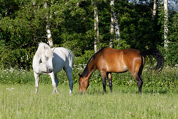 Image showing beautiful herd of horses graze in spring meadow