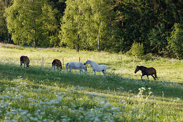 Image showing beautiful herd of horses graze in spring meadow