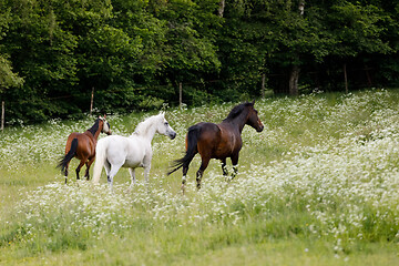 Image showing horses running in spring pasture meadow