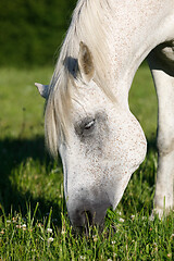 Image showing white horse is grazing in a spring meadow