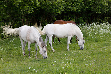 Image showing two white horse is grazing in a spring meadow
