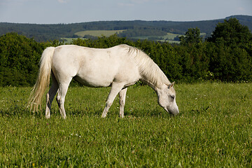 Image showing white horse is grazing in a spring meadow
