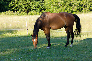 Image showing brown horse is grazing in a spring meadow