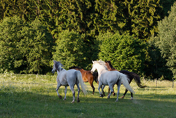 Image showing horses running in spring pasture meadow