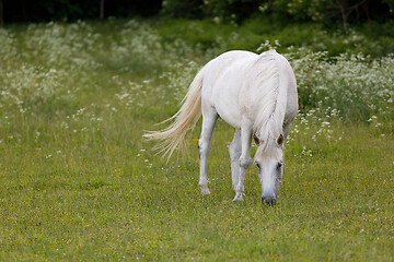 Image showing white horse is grazing in a spring meadow
