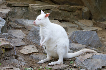 Image showing grazing white albino kangaroo Red necked Wallaby