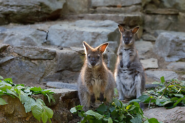 Image showing Red-necked Wallaby kangaroo baby graze