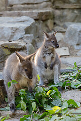 Image showing Red-necked Wallaby kangaroo baby graze