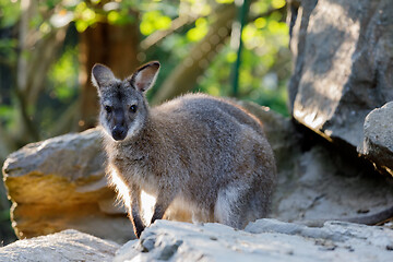 Image showing Red-necked Wallaby kangaroo baby