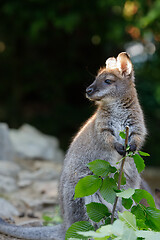 Image showing Red-necked Wallaby kangaroo baby graze