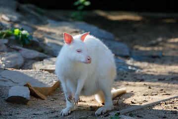 Image showing grazing white albino kangaroo Red necked Wallaby