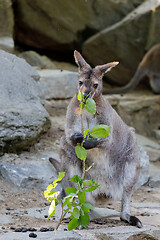 Image showing Red-necked Wallaby kangaroo baby graze