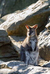 Image showing Red-necked Wallaby kangaroo baby