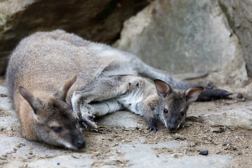 Image showing female of kangaroo with small baby in bag