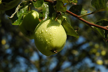 Image showing Growing apple