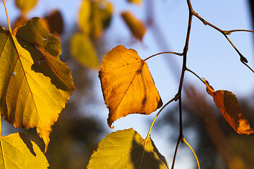 Image showing yellow birch leaves on a tree branch