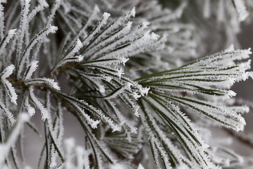 Image showing Frost on needles of pine