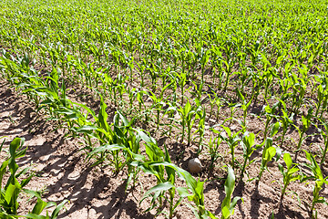 Image showing Green Corn field